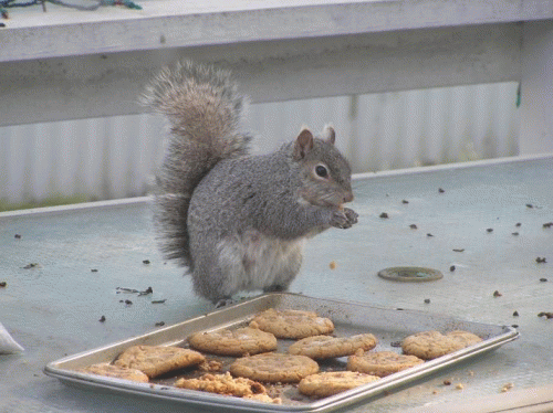 Sloth (USA-2) : Do You Want to Taste Test These Vegan Peanut Butter Cookies with Me?